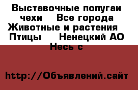 Выставочные попугаи чехи  - Все города Животные и растения » Птицы   . Ненецкий АО,Несь с.